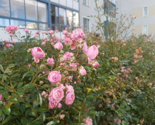 Många rosor pryder trädgården långt in på hösten!